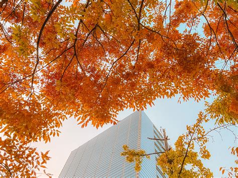 Visiting Seoul in October: A Comprehensive Guide to Special .